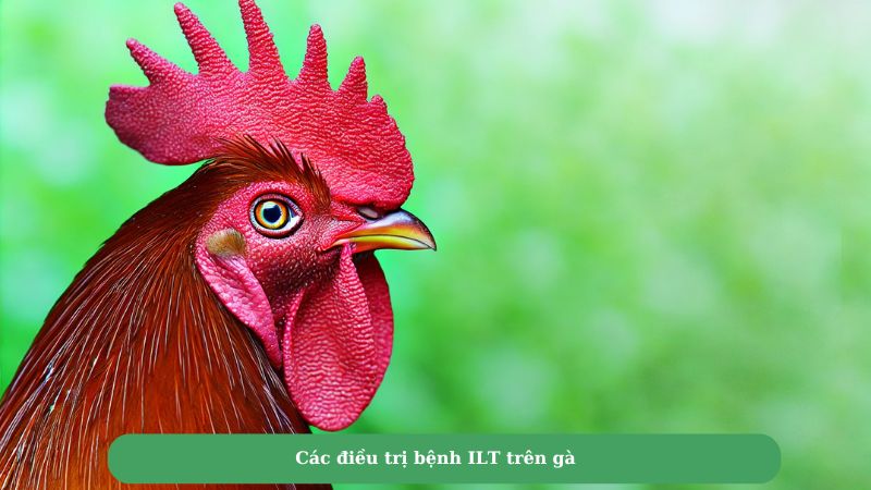 Các điều trị bệnh ILT trên gà