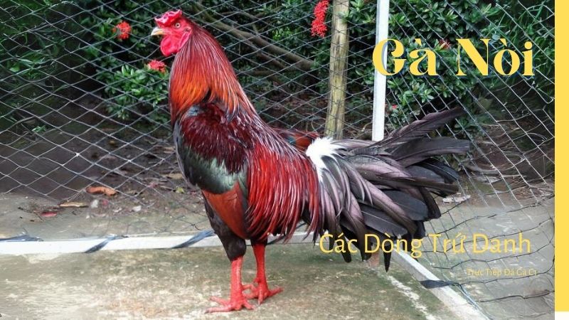 Các "lãnh thổ" gà nòi trứ danh trên bản đồ Việt Nam