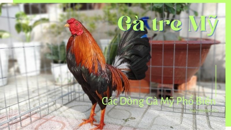 Các giống Gà tre Mỹ vang danh phổ biến