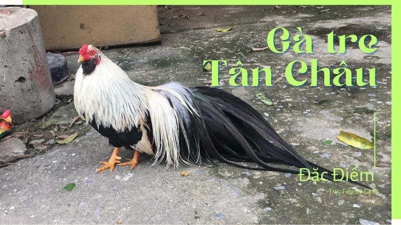 Đặc điểm ngoại hình của chiến binh gà tre Tân Châu