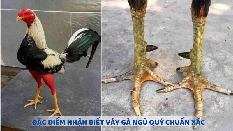 Đặc điểm nhận biết vảy gà ngũ quỷ chuẩn xác