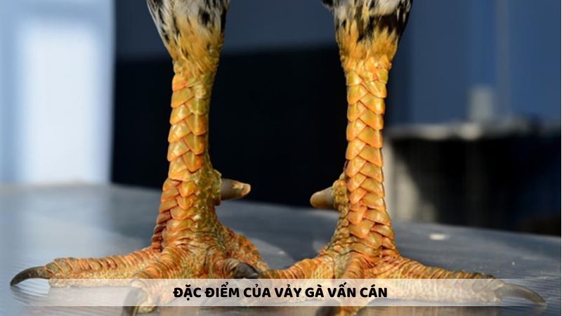 Đặc điểm của vảy gà vấn cán với từng vị trí