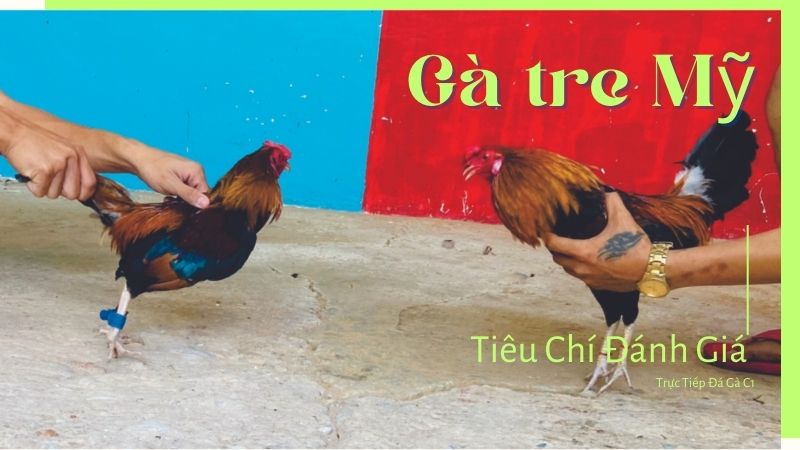 Đánh giá gà tre Mỹ qua khả năng chiến đấu