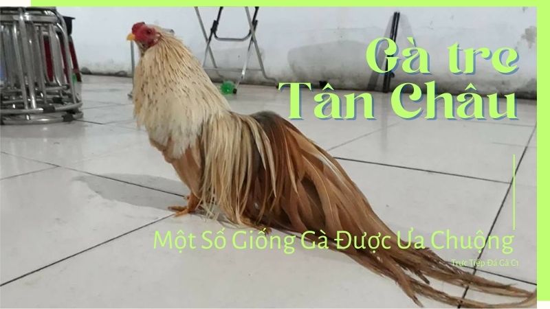 Một số giống chiến kê tre Tân Châu được yêu thích