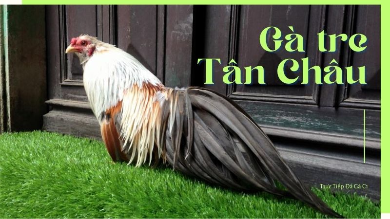 Bí ẩn nguồn gốc của gà tre Tân Châu