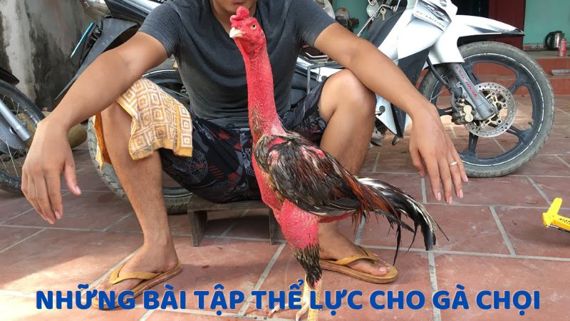 Tổng hợp những bài tập thể lực cho gà chọi