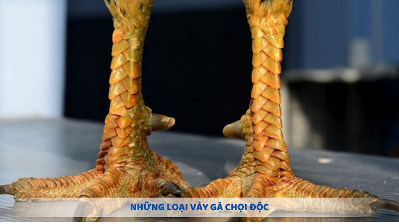 Những loại vảy gà chọi độc của thần kê dị tướng