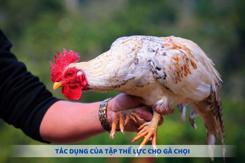 Tác dụng của tập thể lực cho gà chọi