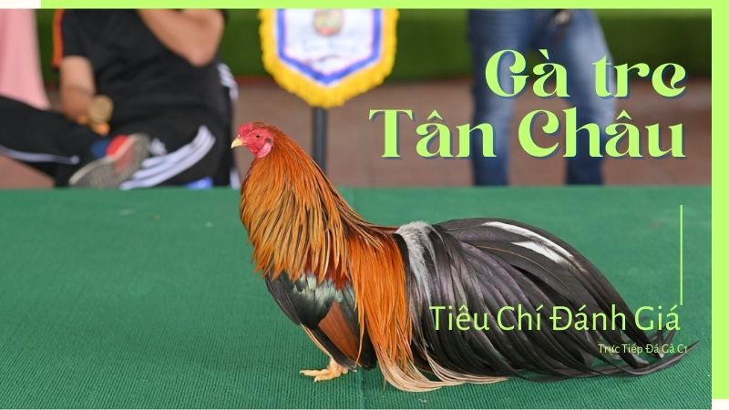 Tiêu chí đánh giá gà tre Tân Châu 