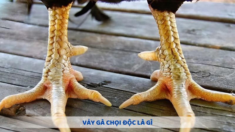 Khám phá vảy gà chọi độc là gì?