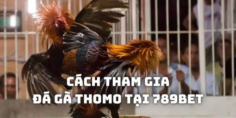 Hướng dẫn cách đặt cược đá gà Thomo tại 789Bet